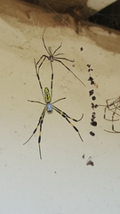 Trichonephila clavata