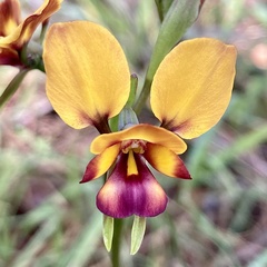 Diuris magnifica