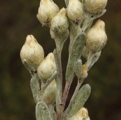 Pterochaeta paniculata