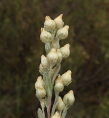 Pterochaeta paniculata