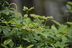 Sceliphron madraspatanum