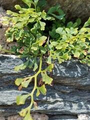 Asplenium ruta-muraria