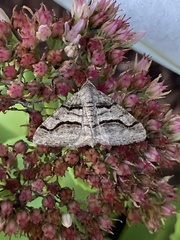 Digrammia continuata