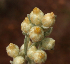 Pterochaeta paniculata