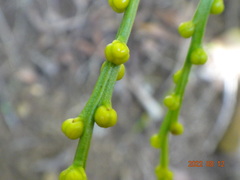Psilotum nudum