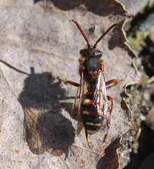 Nomada obscura