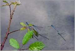 Coenagrion