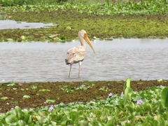 Mycteria leucocephala