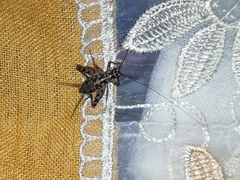 Gryllomorpha dalmatina