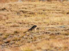 Marmota marmota