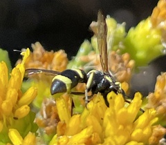 Parancistrocerus declivatus