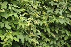 Sceliphron madraspatanum