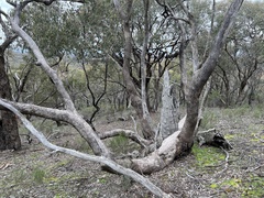 Eucalyptus polyanthemos