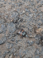Onthophagus