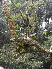 Dendrobium gracilicaule