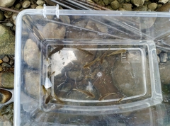 Rhinogobius candidianus