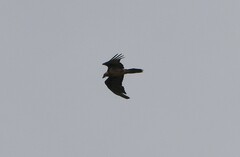 Gypaetus barbatus