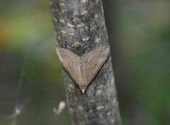 Hypena