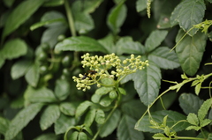 Sceliphron madraspatanum