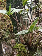 Dendrobium gracilicaule