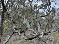 Eucalyptus polyanthemos
