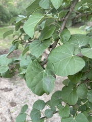 Jatropha cinerea