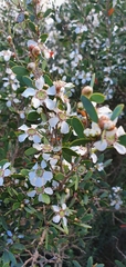 Leptospermum laevigatum
