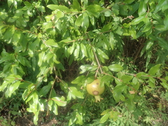 Punica granatum