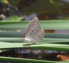 Junonia atlites atlites
