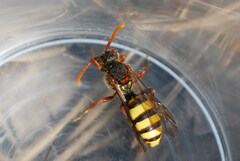 Nomada signata