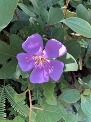 Melastoma