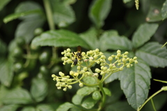 Sceliphron madraspatanum