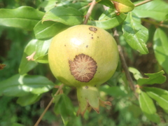 Punica granatum