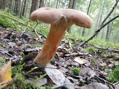 Lactarius helvus