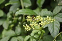 Sceliphron madraspatanum