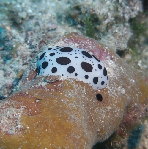 Dorid Nudibranch