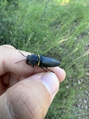 Hippomelas sphenicus