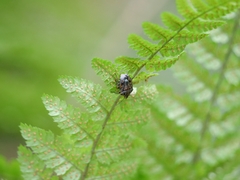 Holcogaster fibulata