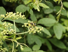 Sceliphron madraspatanum