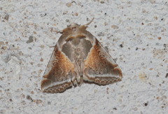 Habrosyne pyritoides