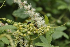 Sceliphron madraspatanum