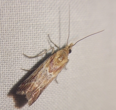 Ancylosis cinnamomella