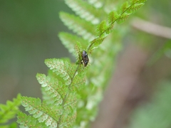 Holcogaster fibulata
