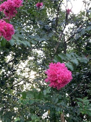 Lagerstroemia