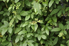 Sceliphron madraspatanum