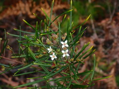 Zieria laxiflora