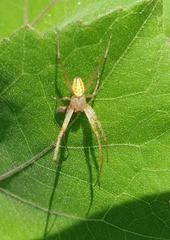 Neoscona adianta