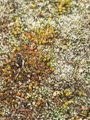 Polytrichum piliferum