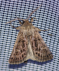 Tholera decimalis