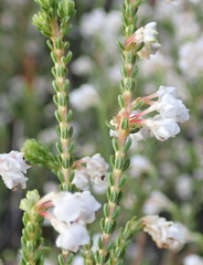Erica spectabilis